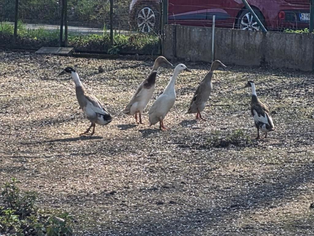 Groupje loopeendjes te koop