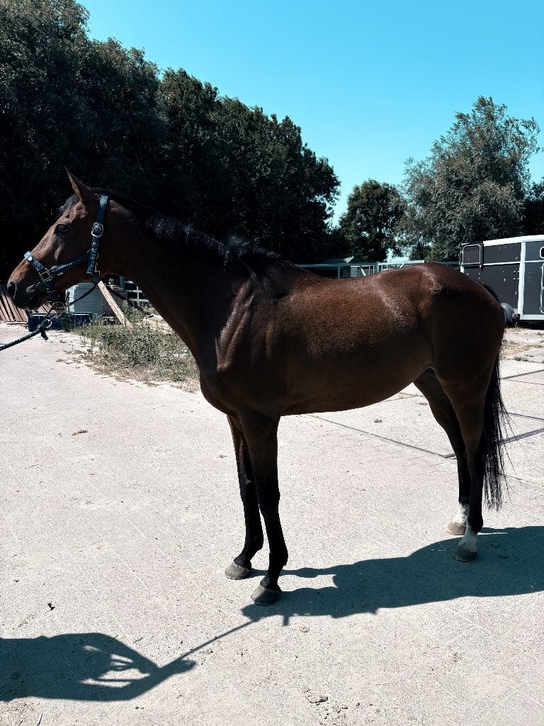 Leuke allrounder Damavand te koop, Dieren en Toebehoren, Paarden, Ruin, Niet van toepassing, 11 jaar of ouder, Recreatiepaard