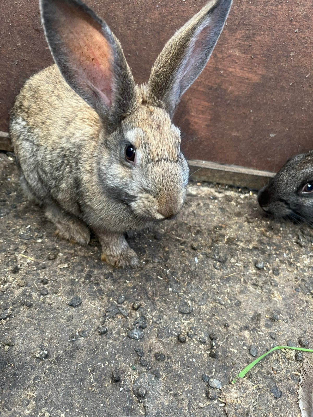 5 konijntjes te koop, Dieren en Toebehoren, Konijnen, Meerdere dieren, Middelgroot, 0 tot 2 jaar