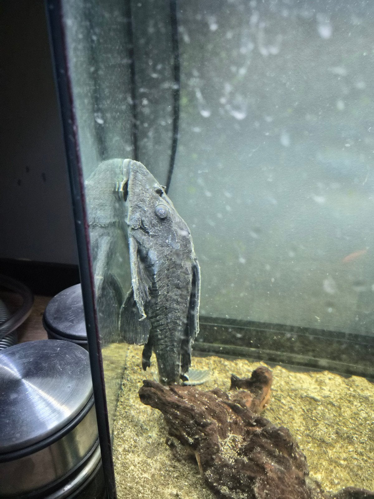 plecostomus xl 30cm, Animaux & Accessoires