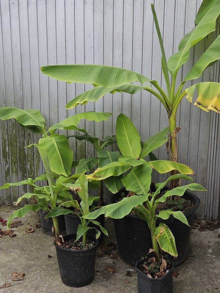 Bananenplanten, Jardin & Terrasse, Plantes | Jardin, Enlèvement, Plante fixe, Autres espèces, Plein soleil