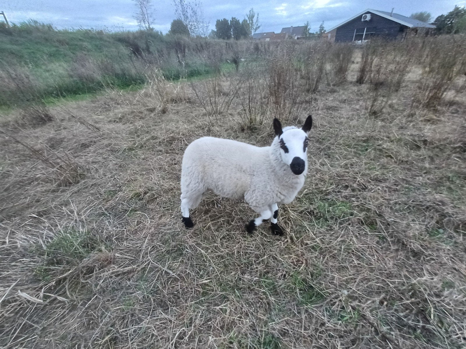 ram lammeren Kerry Hill 2026, Animaux & Accessoires, Mâle, Mouton, 0 à 2 ans