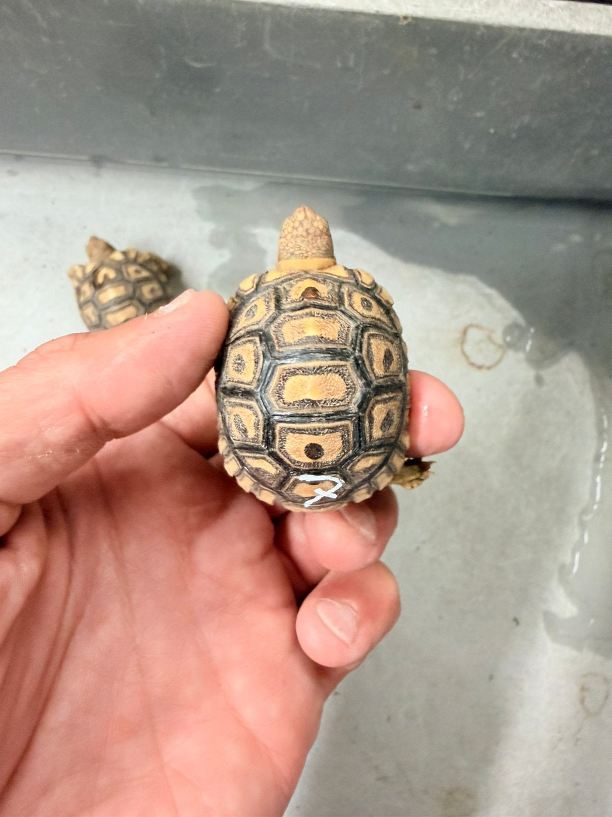 Tortue pardalis babcoki, Dieren en Toebehoren, Reptielen en Amfibieën, Schildpad