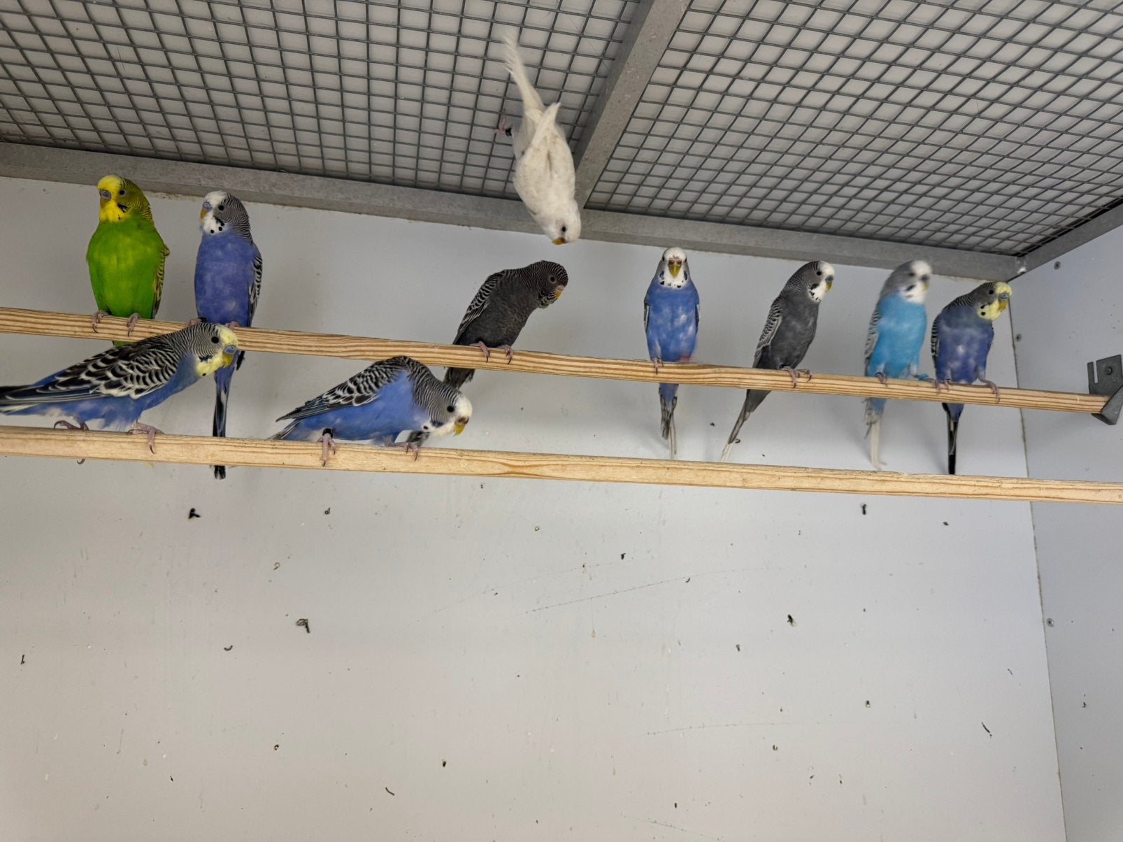 Perruche ondulée, Animaux & Accessoires, Oiseaux | Perruches & Perroquets, Perruche