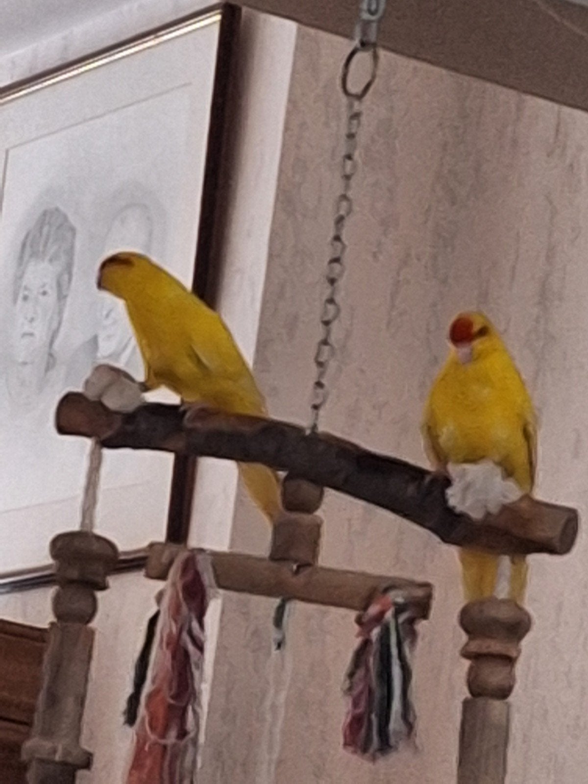 kakarikis demi-apprivoisés, Plusieurs animaux, Perruche, Bagué