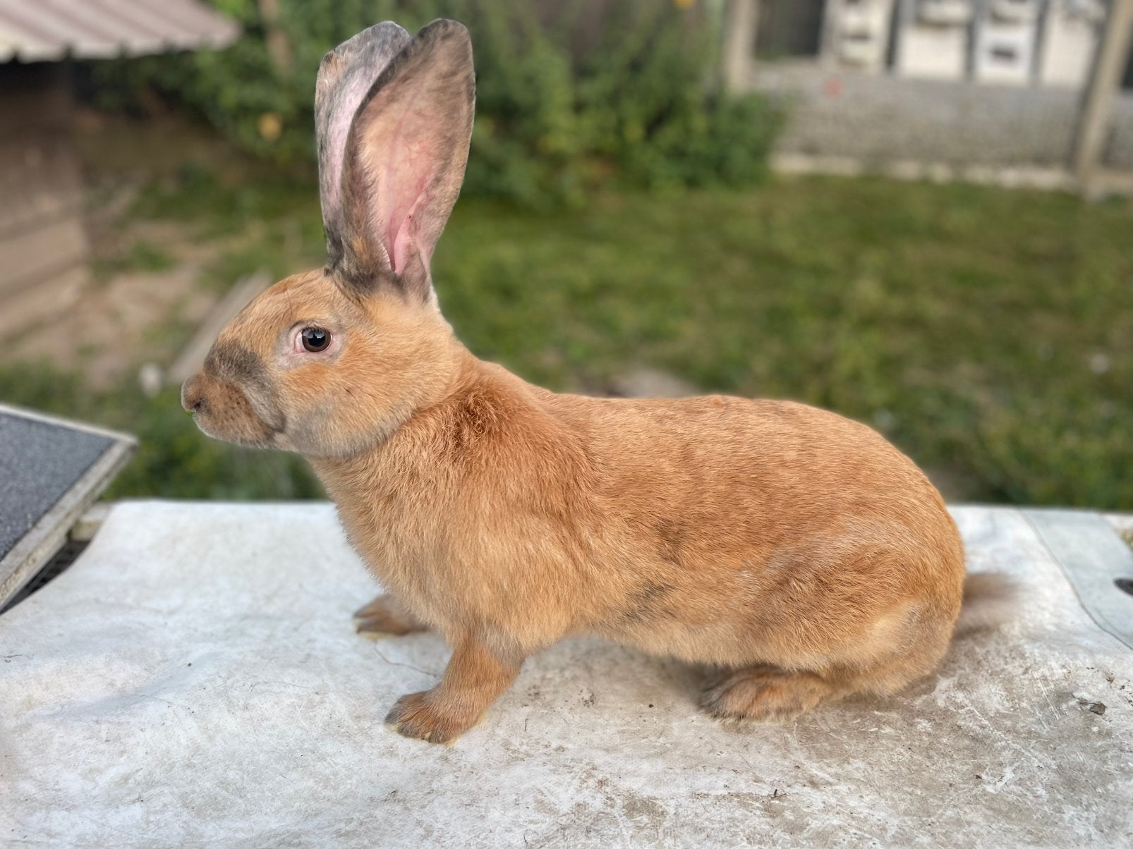 Reuzenvlinder/lotharinger konijn, Dieren en Toebehoren
