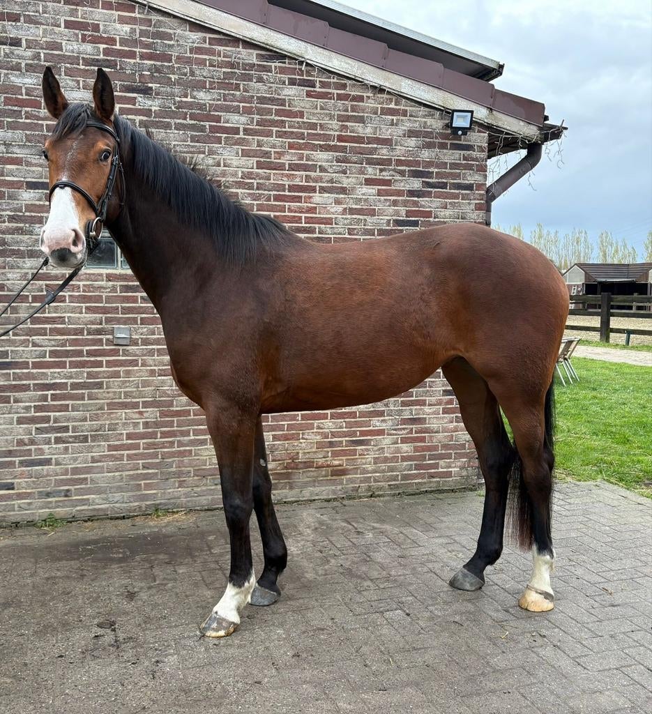 Merrie 4 jaar, Dieren en Toebehoren, Paarden, Merrie, Zadelmak