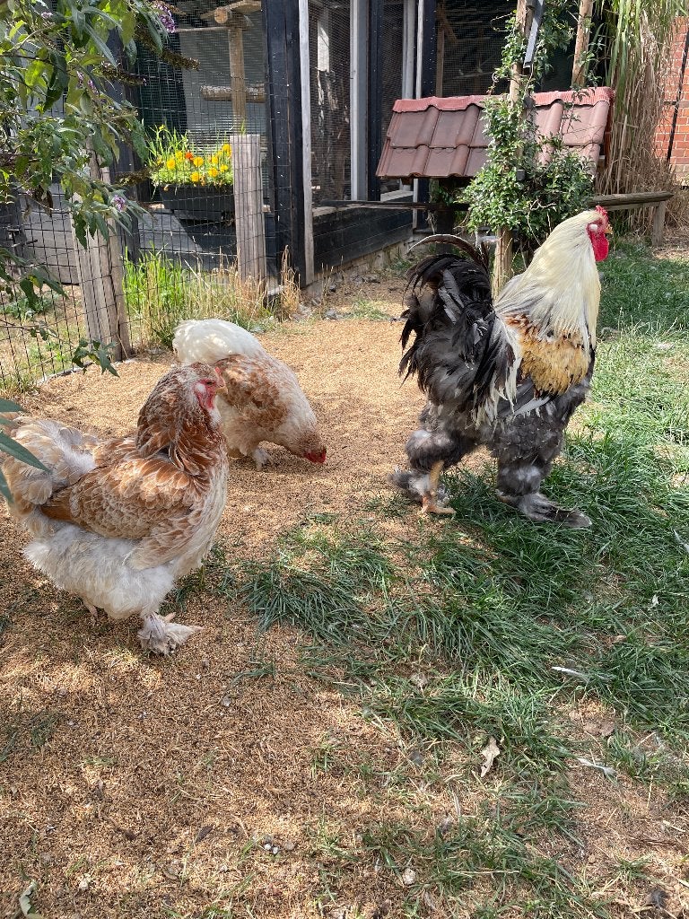 Brahma, Plusieurs animaux, Poule ou poulet