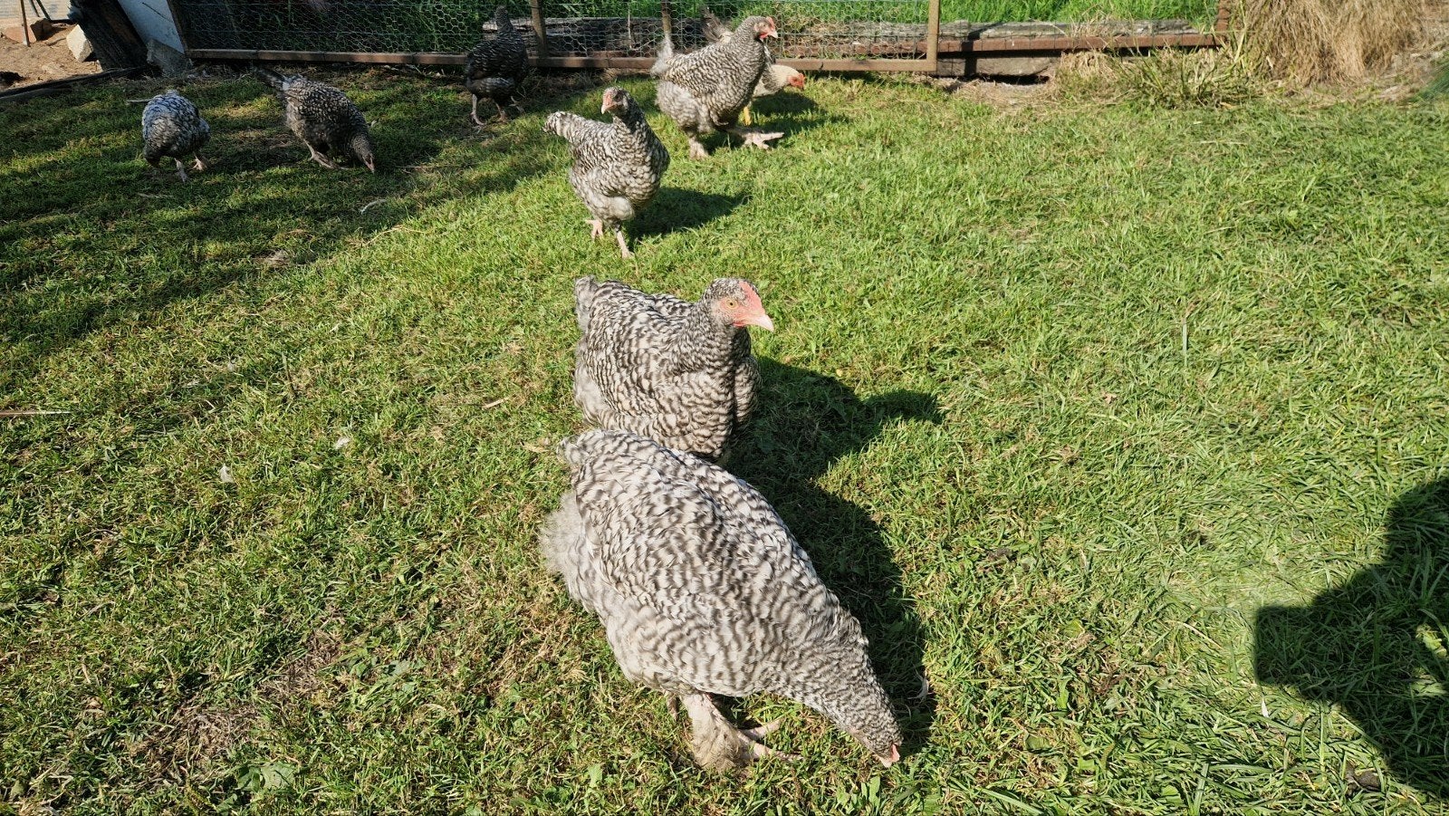 mechelse koekoek, Dieren en Toebehoren, Meerdere dieren, Kip