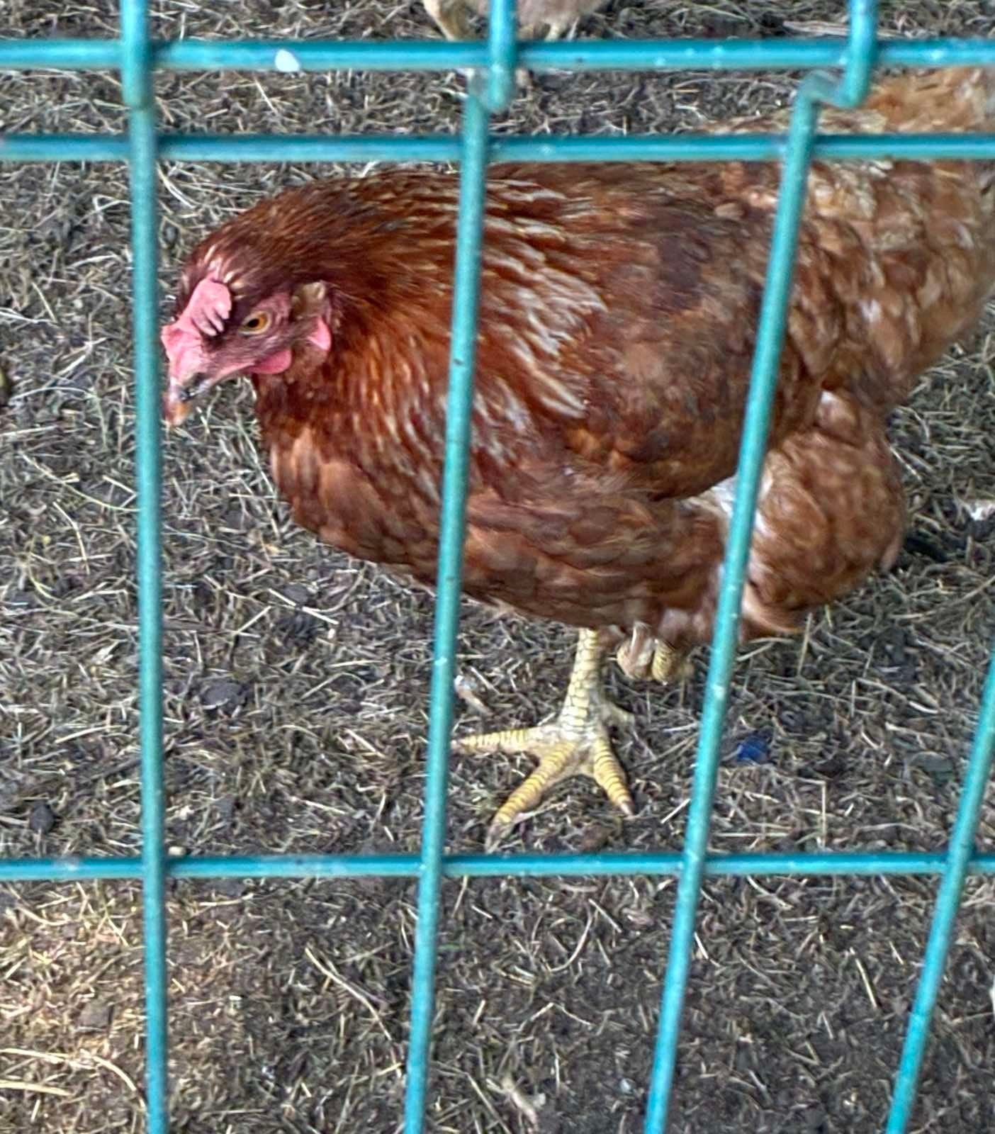 Twee kippen een klein soort en een groot, Dieren en Toebehoren, Pluimvee