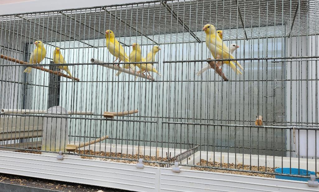 kanaries en grasparkieten, Dieren en Toebehoren, Vogels | Parkieten en Papegaaien, Meerdere dieren, Parkiet