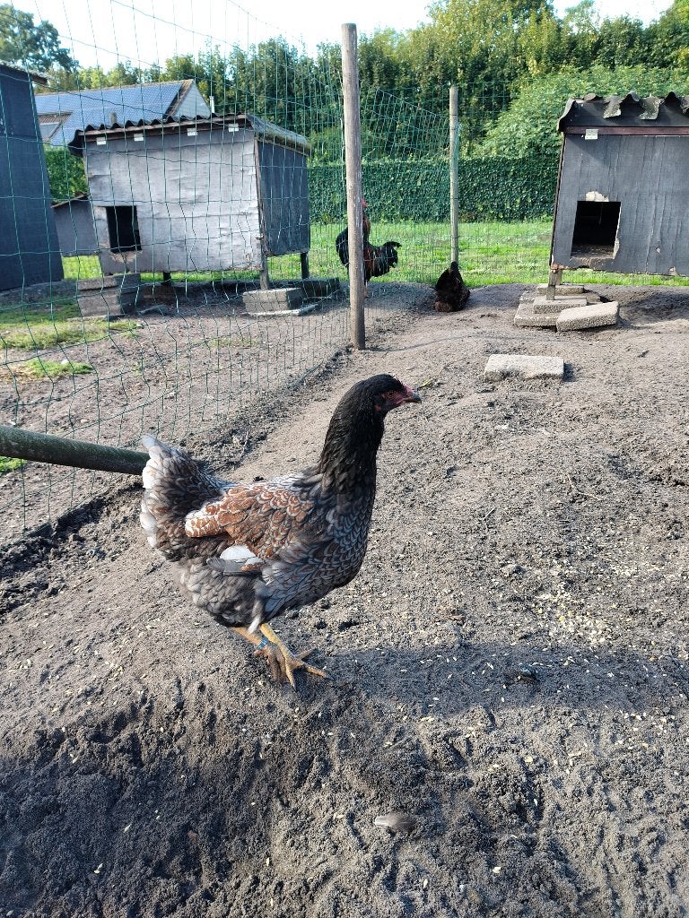 Blauw dubbelgezoomde Barnevelder hen, Dieren en Toebehoren, Vrouwelijk, Kip