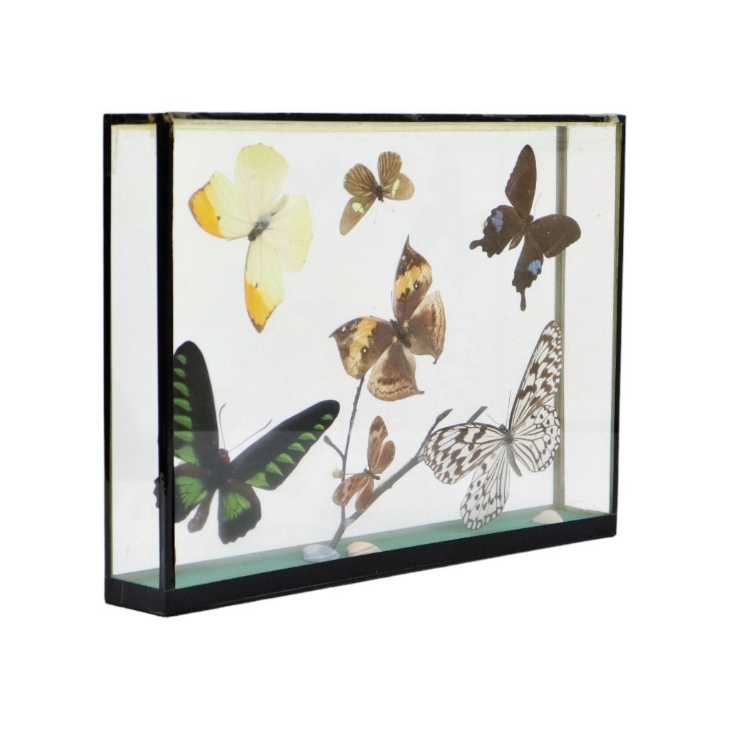 Kleurrijke Ingelijste Tropische Vlinders Taxidermie Display, Verzamelen, Ophalen of Verzenden, Gebruikt, Insect, Opgezet dier