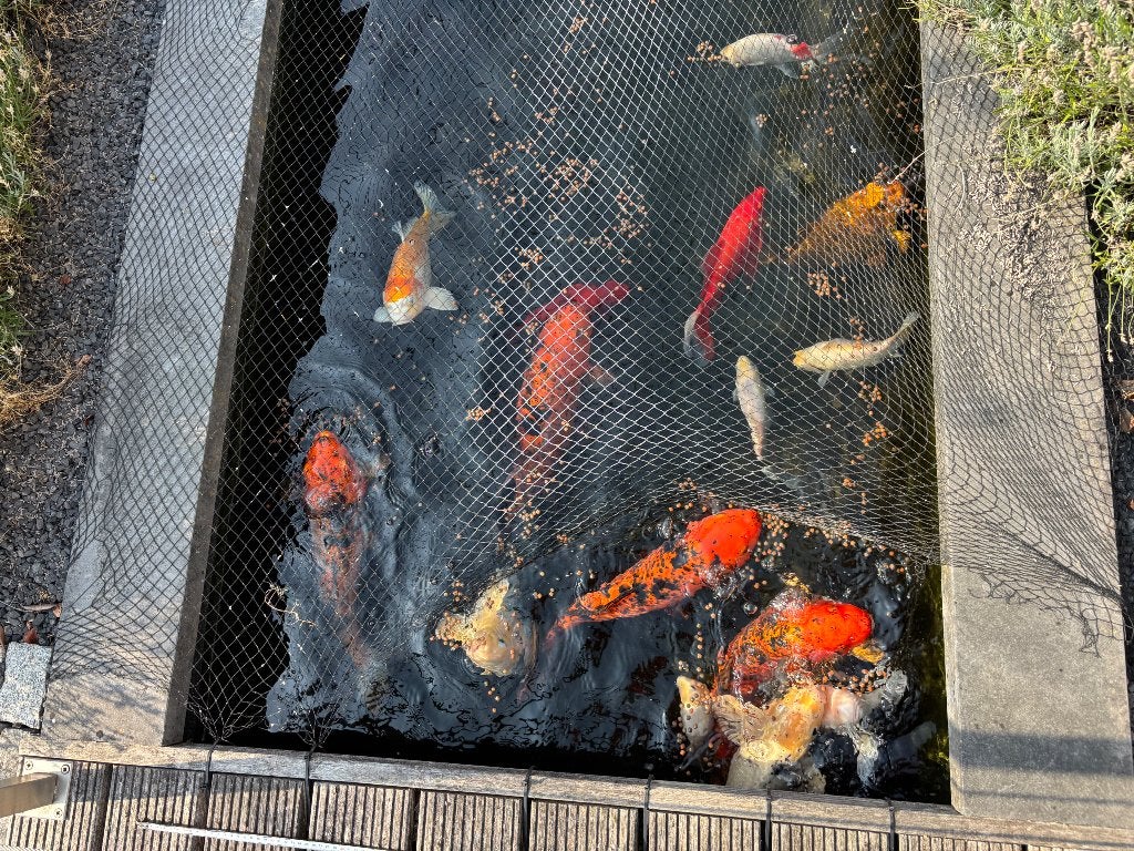 20 poissons koï, Carpe ou Koï