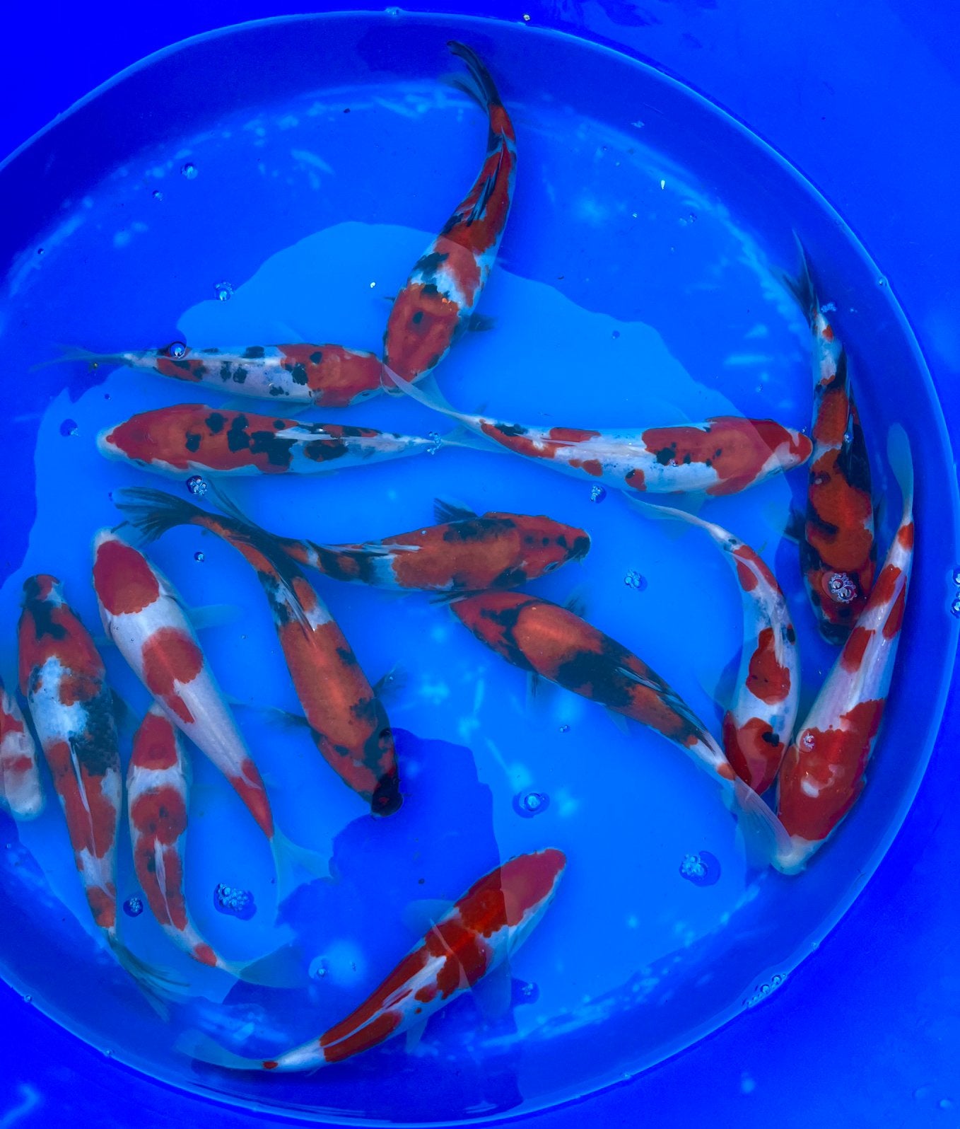 Tosai 20-26cm. Showa, Kohaku, Sanke en HQ mix, Dieren en Toebehoren, Vissen | Vijvervissen, Karper of Koi