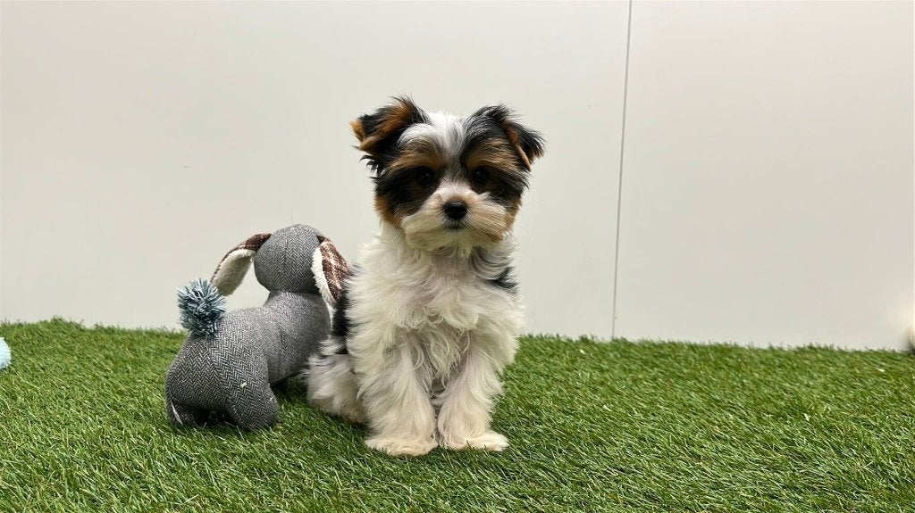 Biewer Yorkshire Terrier pups, Dieren en Toebehoren, Yorkshire Terriër, België, 8 tot 15 weken, Parvo