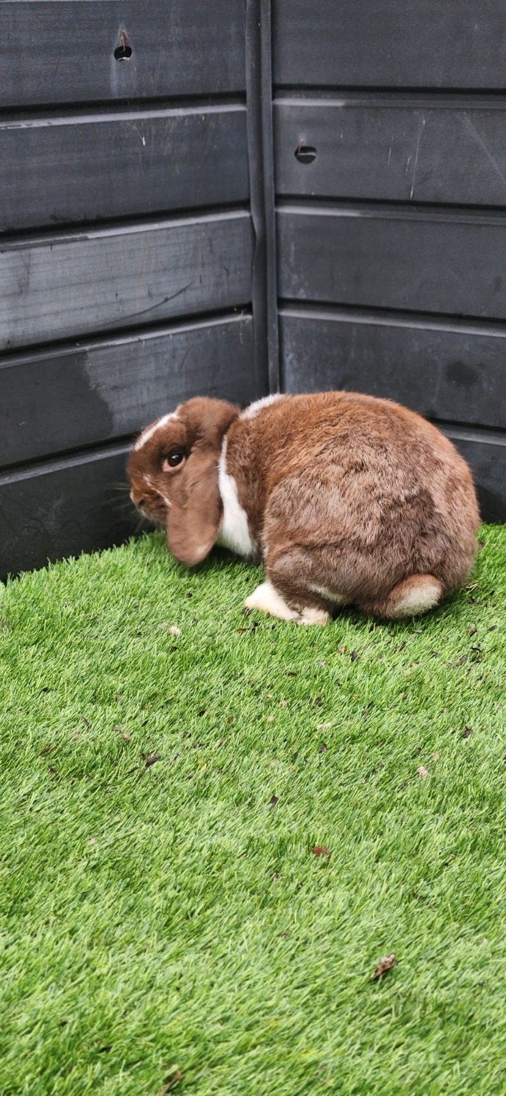 Joli lapin NHD à vendre