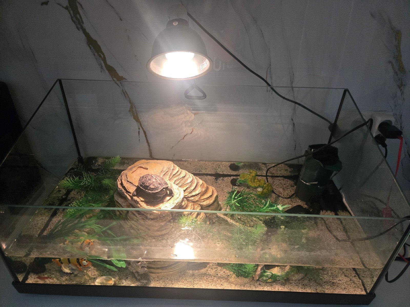 grote schildpadbak, Dieren en Toebehoren, Ophalen