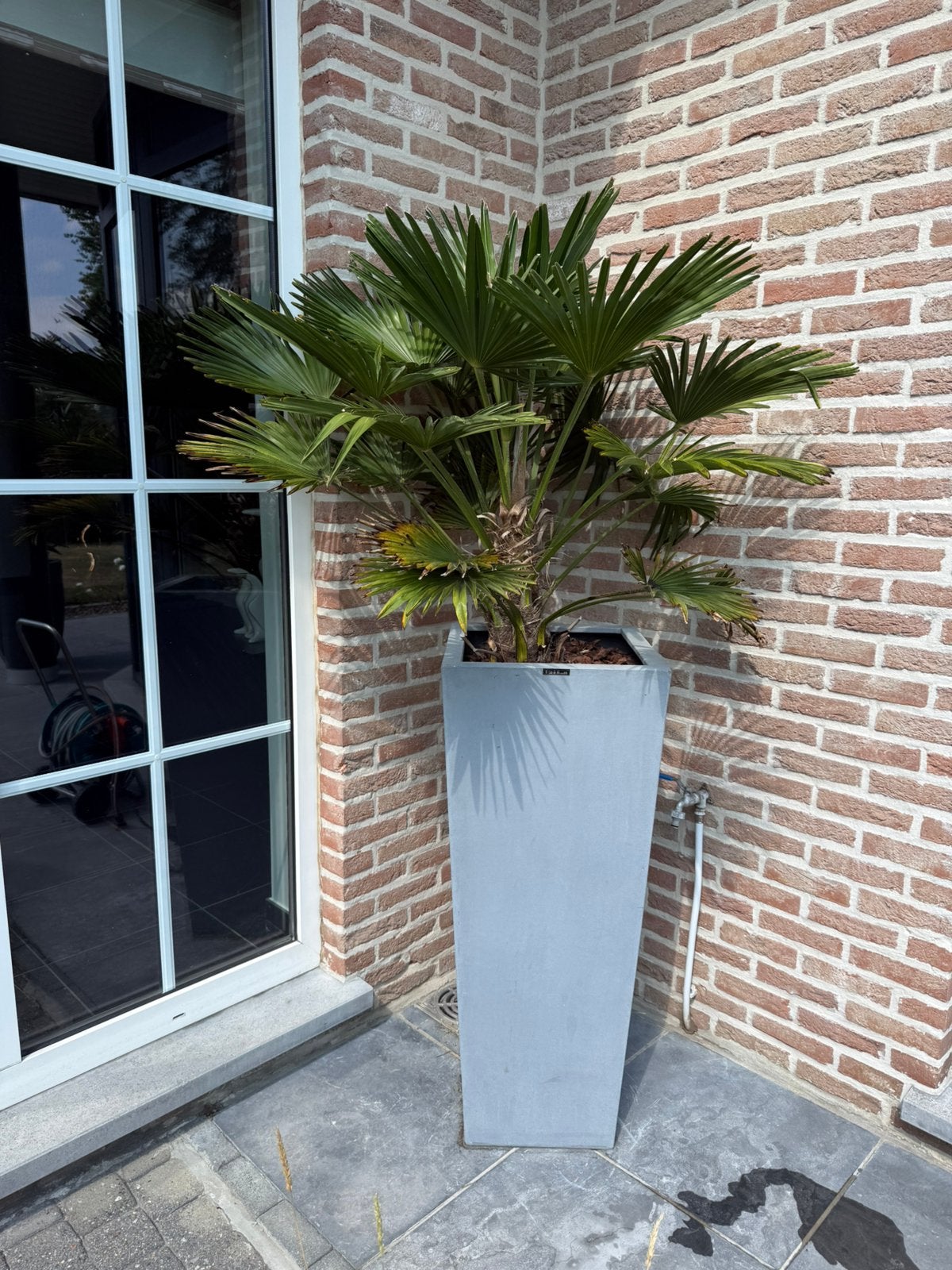 Palmboom met pot, Tuin en Terras, Ophalen, Palmboom