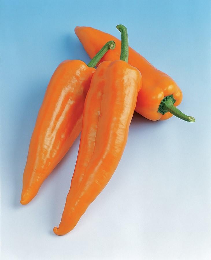 Lange zoete oranje puntpaprika Aranja F1 oogst 2025, Ophalen of Verzenden, Voorjaar, Zaad