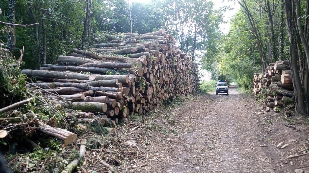 GRUMES DE FRÊNES, 6 m³ ou plus, Enlèvement, Frêne, Troncs d'arbres