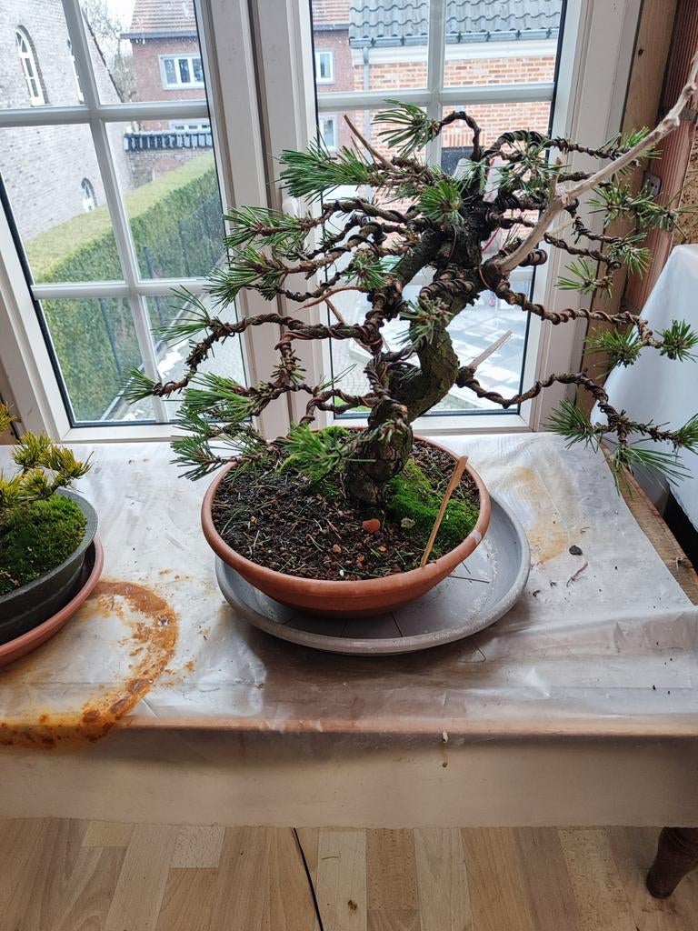 startplant bonsi pinus Thunbergii, Tuin en Terras, Bloeit niet, Overige soorten, Minder dan 100 cm, Ophalen
