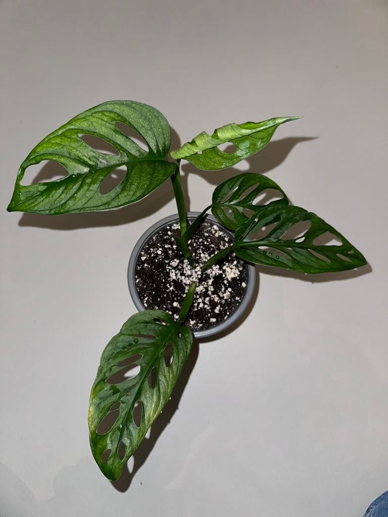 Monstera Adansonii Mint, Plante verte, Enlèvement