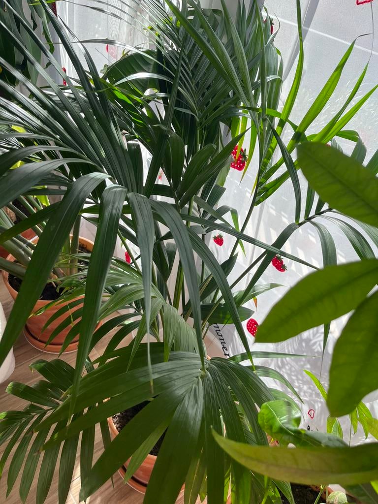 Plante, Enlèvement