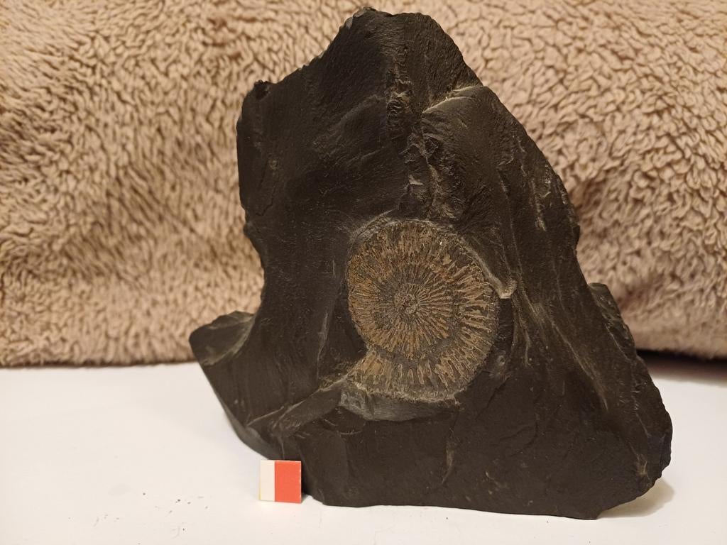 Lot de calmars fossiles - ammonites - sites divers, Enlèvement ou Envoi, Fossile