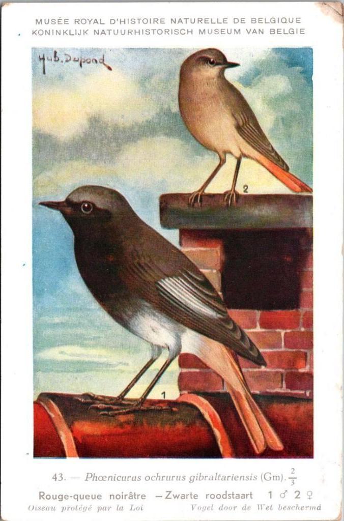 Zwarte Roodstraat – Nº 43 – Antique Belgian Museum History, Verzamelen, Postkaarten | Dieren, Verzenden, Ongelopen, Vogel