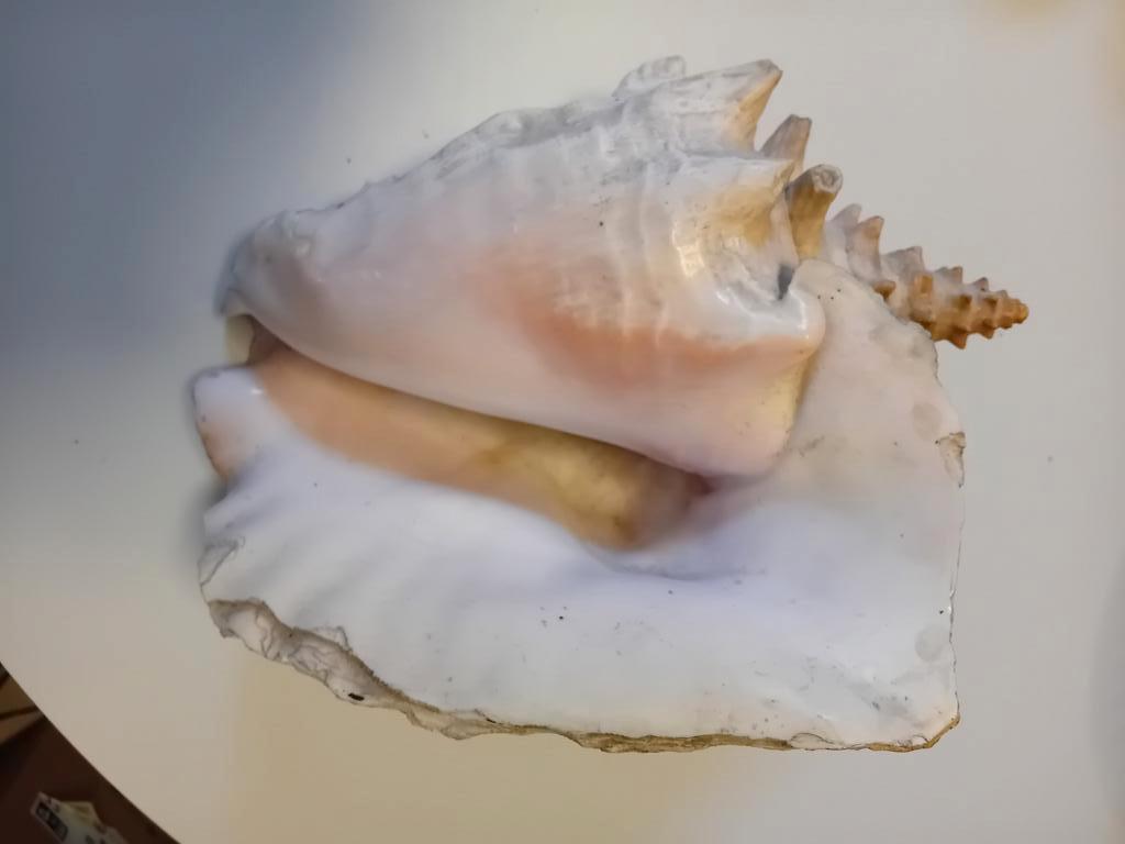Grand Coquillage, Enlèvement ou Envoi, Coquillage(s)