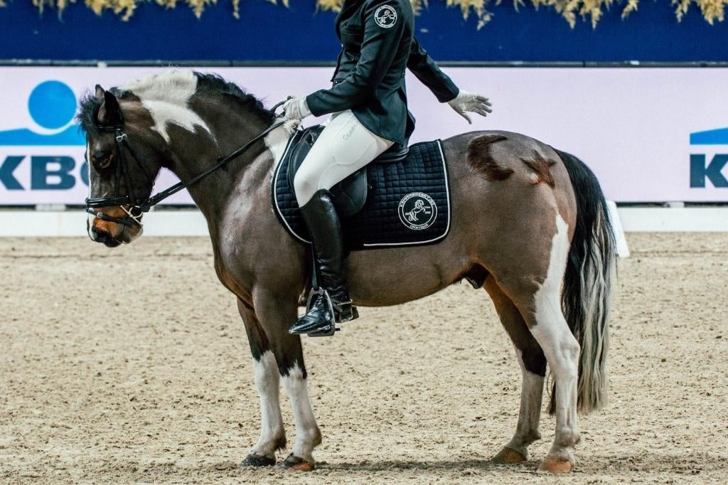Knappe bonte B-sportpony met ervaring, Dieren en Toebehoren, Gechipt, Ruin, Dressuurpony, L