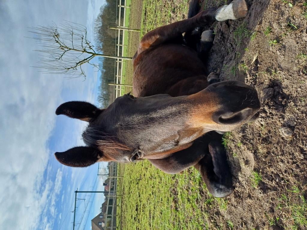 Verzorger/halve stal gezocht, Dieren en Toebehoren, Paarden, Merrie, Dressuurpaard, 0 tot 2 jaar, Onbeleerd