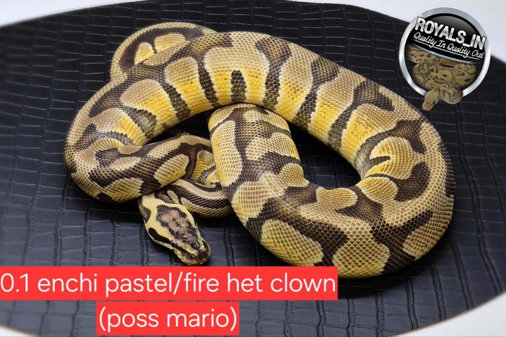 Ball python/python regius/konings python, Dieren en Toebehoren, Reptielen en Amfibieën