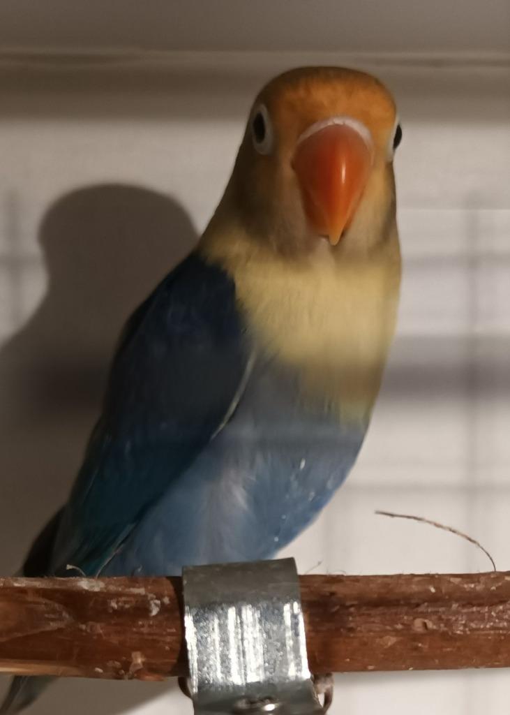 Dwergpapegaaien (Personata + Roseicolli + Fischeri) te koop, Dieren en Toebehoren, Meerdere dieren, Dwergpapegaai of Agapornis