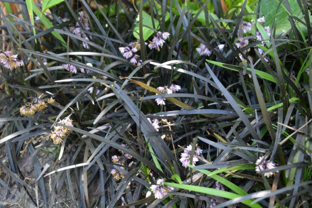 ophiopogon, Tuin en Terras, Planten | Tuinplanten, Ophalen, Zomer, Vaste plant, Overige soorten
