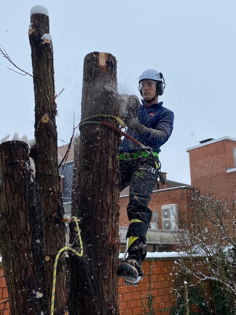 Kappen, vellen en snoeien van bomen. Frezen van stronken., Ophalen