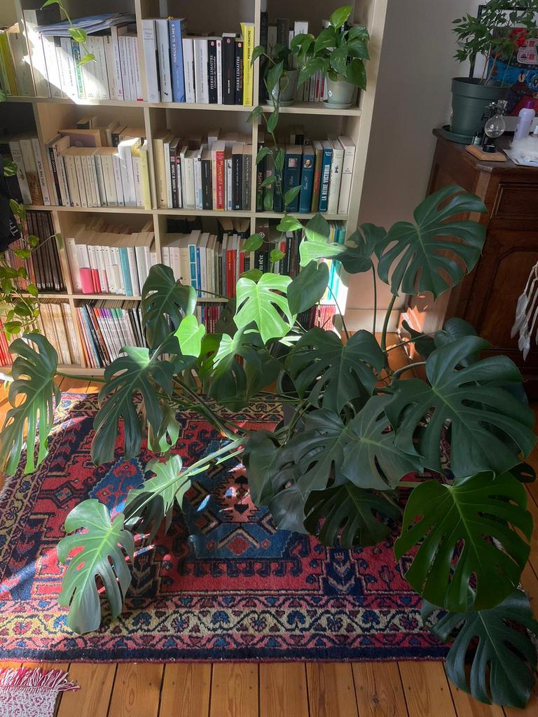 Plantes à vendre pour déménagement - Prix en description, Enlèvement