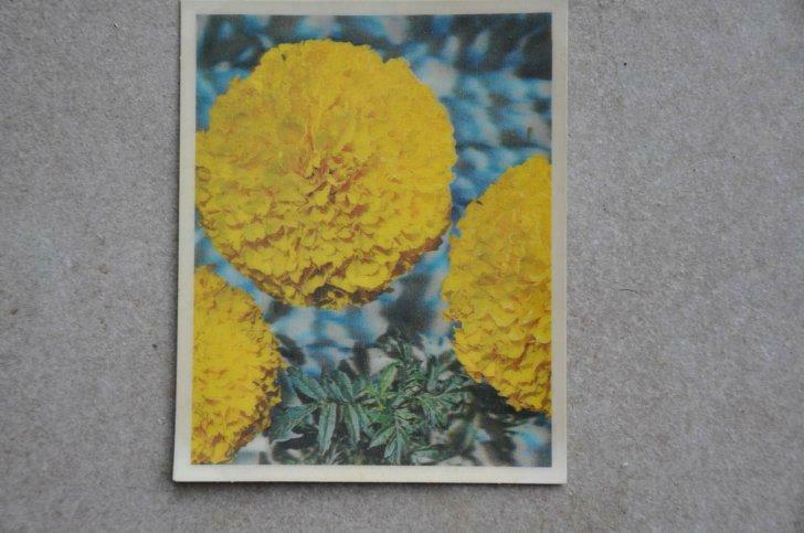 3D fotokaart ( zaadhandel Gonthier ), Envoi, Neuf