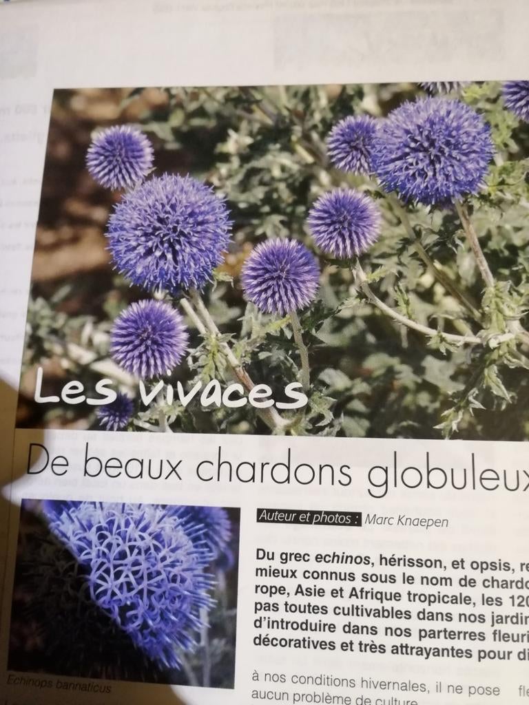 Echinops - jeunes plantes, Jardin & Terrasse, Enlèvement ou Envoi, Été