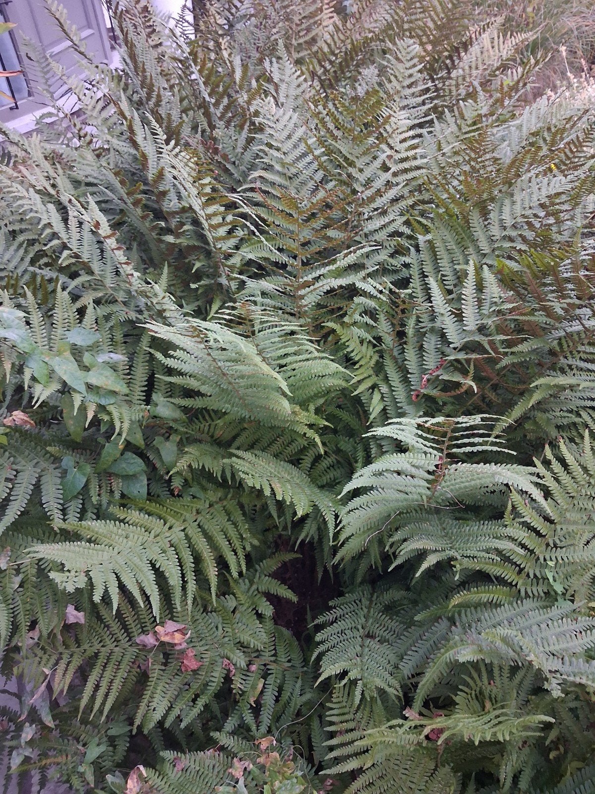 gratis varens, Tuin en Terras, Ophalen