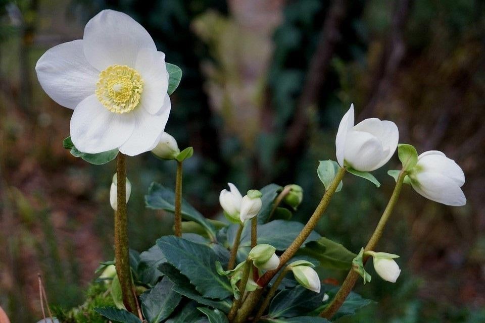 helleborus niger in pot vaste plant, Tuin en Terras, Planten | Tuinplanten, Ophalen, Vaste plant