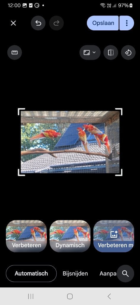2026 de Rubino Rosella, Animaux & Accessoires, Plusieurs animaux, Perruche, Bagué