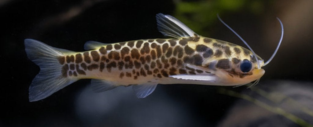 Duringlanis Perugiae of oliemeerval, Animaux & Accessoires, Poissons | Poissons d'aquarium, Poisson, Poisson d'eau douce