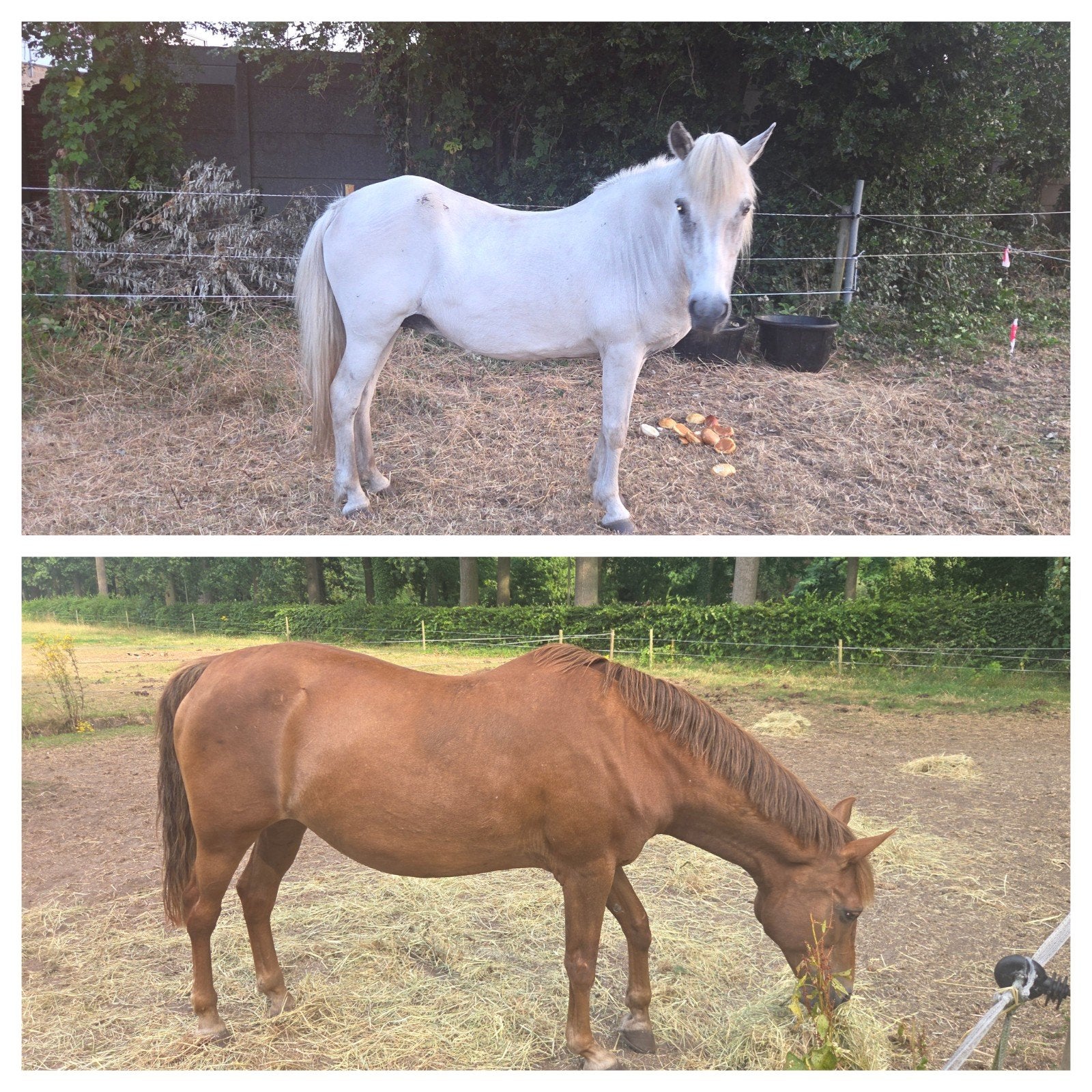 2 merrie's  te koop, Dieren en Toebehoren, Paarden, Merrie, B