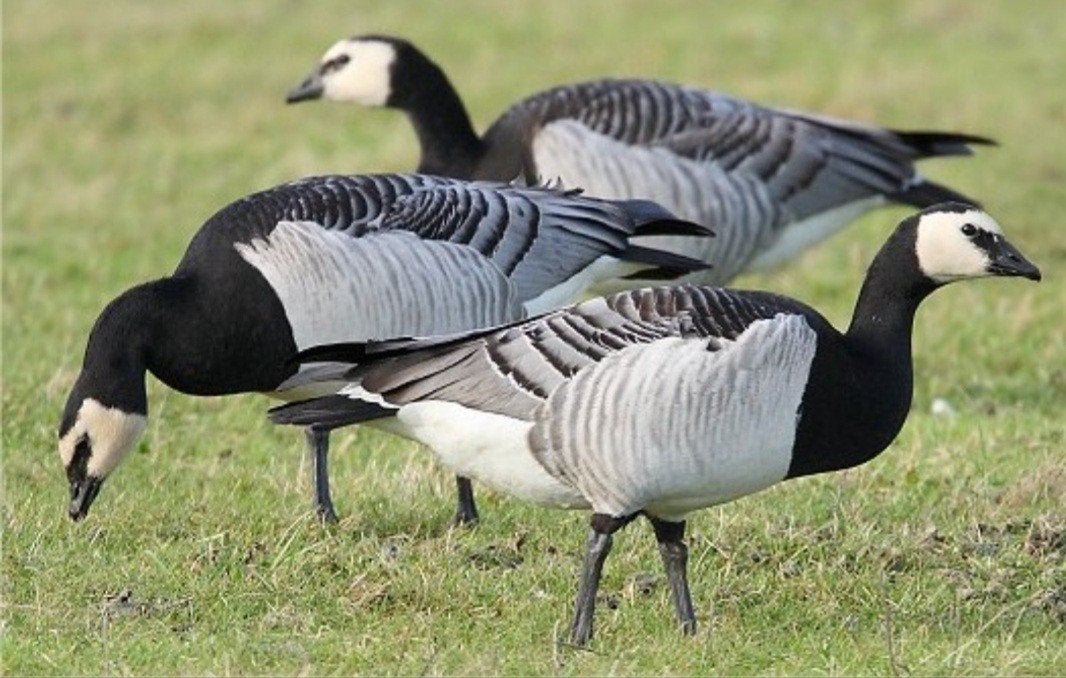 Sierganzen: Onverwante koppels Brandganzen 2026, Meerdere dieren, Gans of Zwaan