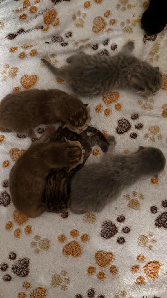 Brits korthaar kittens, Dieren en Toebehoren, Katten en Kittens | Raskatten | Korthaar, Meerdere dieren, Gechipt, 0 tot 2 jaar