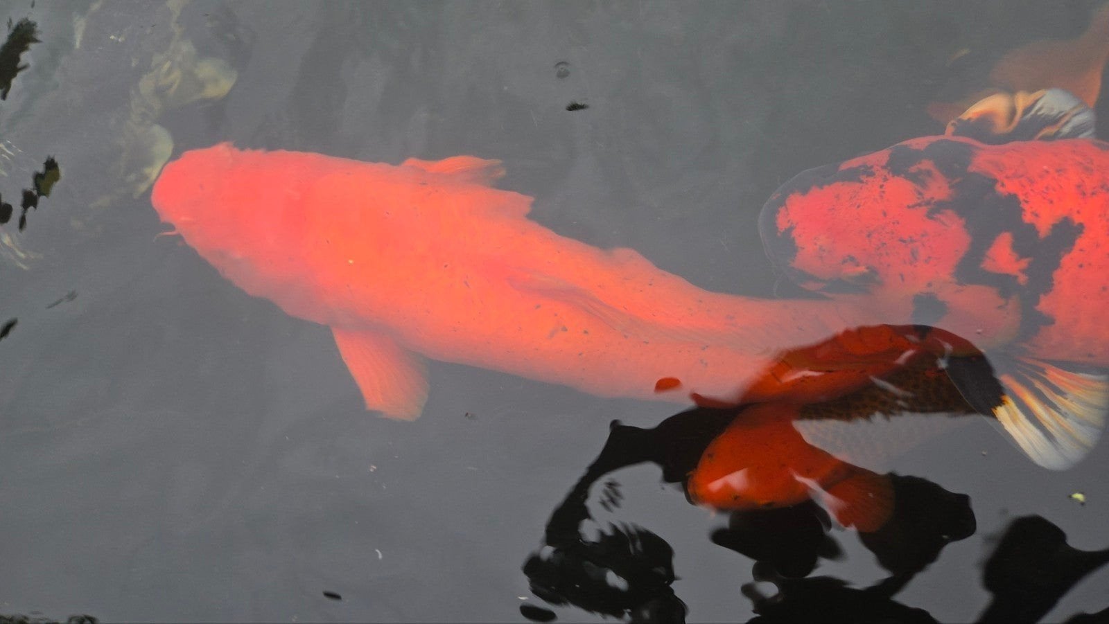 Orange koi mooie grootte, Karper of Koi