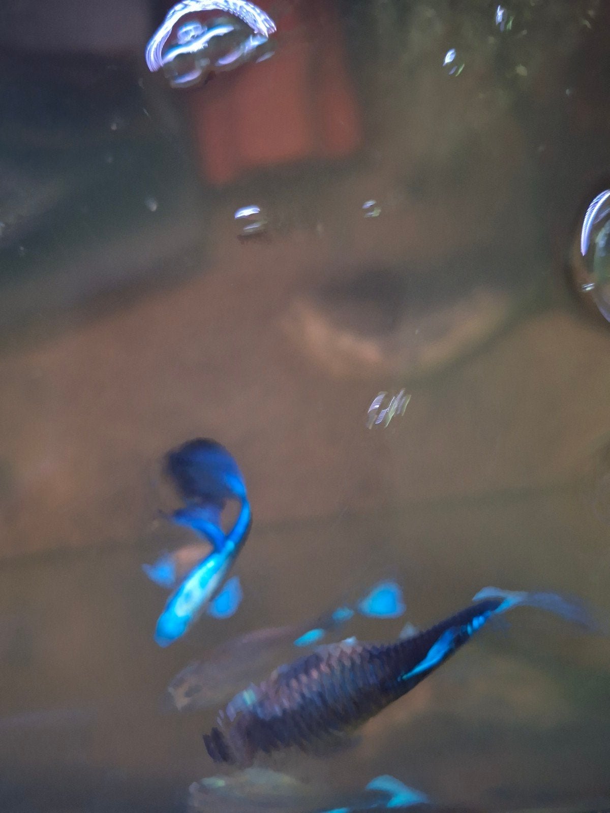 Prachtige bleu neon guppies eigen  kweek op kleur, Dieren en Toebehoren