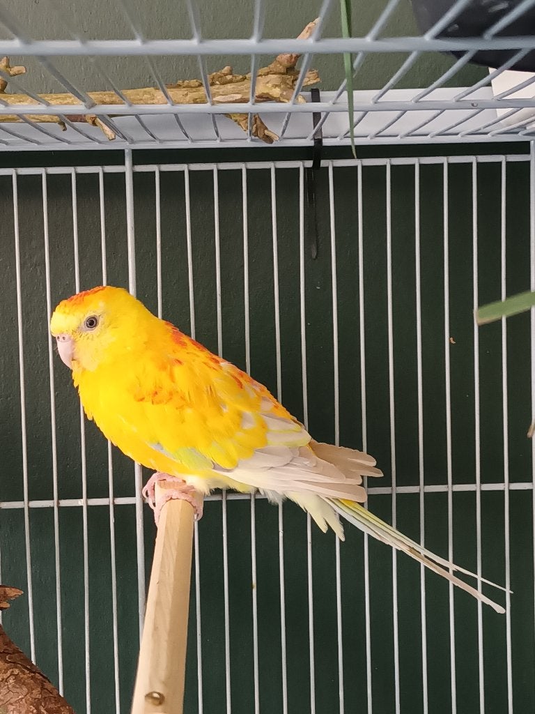 Parkieten, Plusieurs animaux, Perruche, Bagué